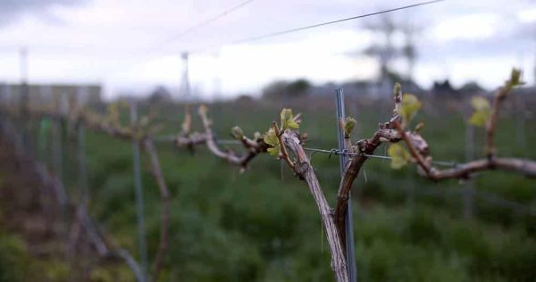 Idaho-Wine-Documentary-001.jpg