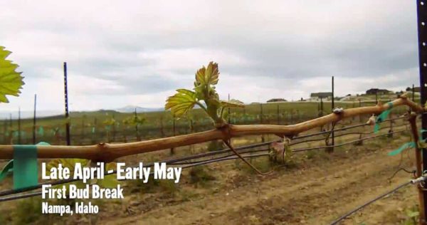 Idaho-Wine-Documentary-002.jpg