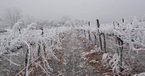 Idaho-Wine-Documentary-003.jpg