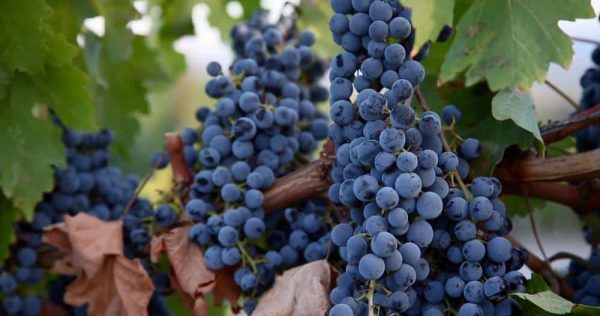 Idaho-Wine-Documentary-004.jpg